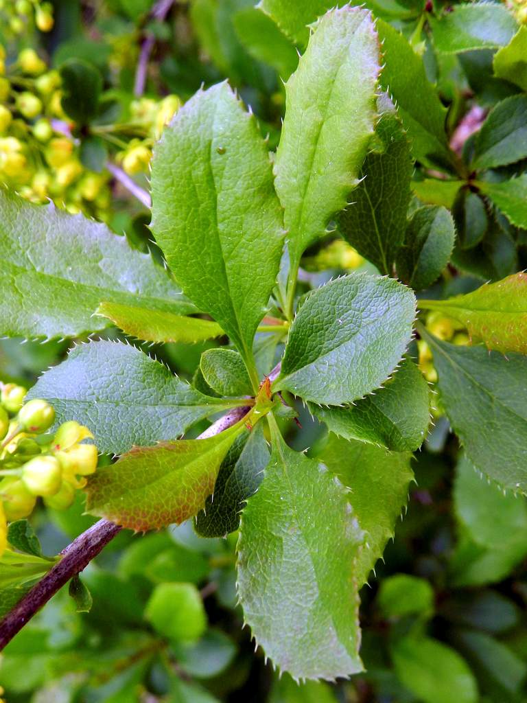 Berberis vulgaris